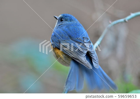 在Yakushi-ike公園的野生鳥 在Yakushi-ike公園的野生鳥 59659653