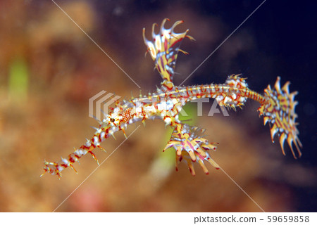 沖繩古木錦井 59659858