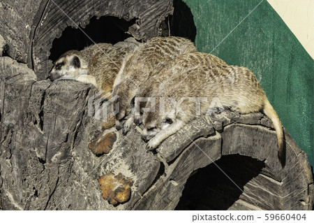 Mearcats Mearcats 59660404