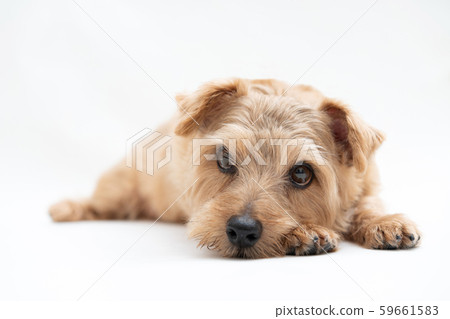 Norfolk terrier dog Norfolk terrier dog 59661583