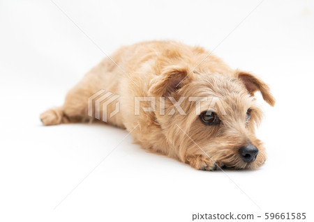 Norfolk terrier dog 59661585