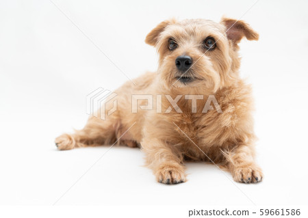Norfolk terrier dog Norfolk terrier dog 59661586