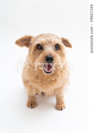 Norfolk terrier dog Norfolk terrier dog 59661589