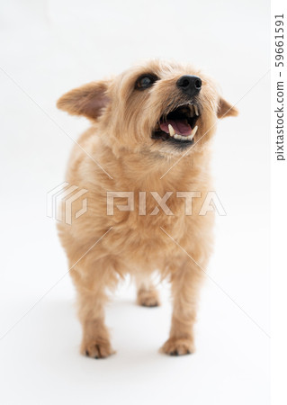 Norfolk terrier dog 59661591