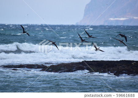 A swarm of bryo flies over the rough Tsugaru Strait A swarm of bryo flies over the rough Tsugaru Strait 59661688