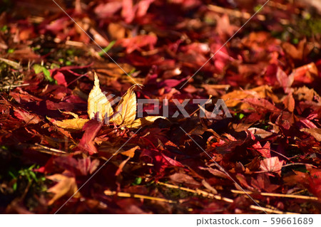 Fallen leaves of glowing maple Fallen leaves of glowing maple 59661689