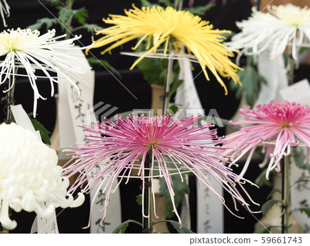 Chrysanthemum Chrysanthemum 59661743