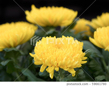 Chrysanthemum   59661780