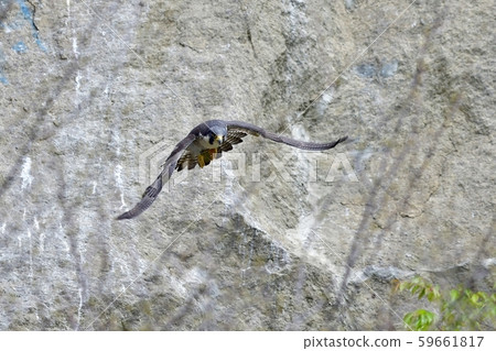 A falcon flying frightly on a rocky back A falcon flying frightly on a rocky back 59661817