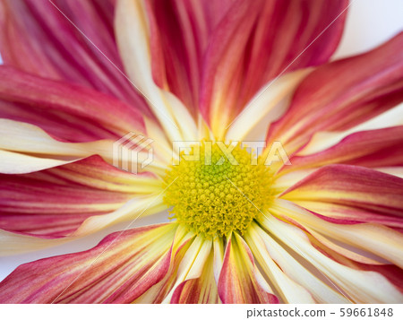 One-character chrysanthemum 59661848