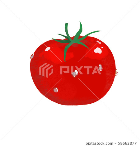 Tomato illustration 59662877