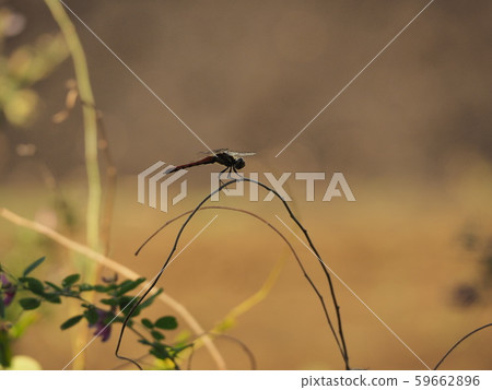 Dragonfly playing in the field Dragonfly playing in the field 59662896