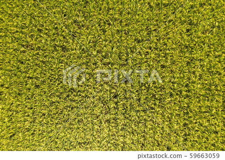 aerial view of yellow rice farm 59663059