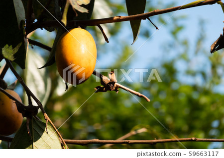 persimmons on the tree persimmons on the tree 59663117
