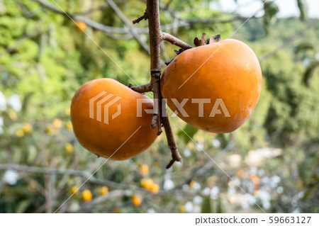 persimmons on the tree persimmons on the tree 59663127