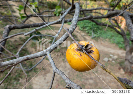 persimmons on the tree persimmons on the tree 59663128