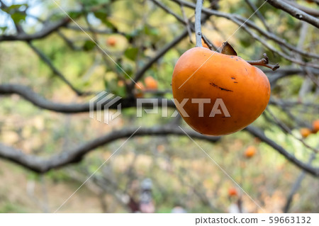 persimmons on the tree persimmons on the tree 59663132
