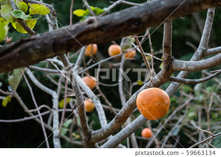 persimmons on the tree 59663134