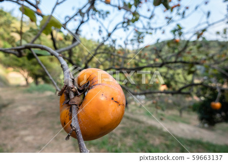 persimmons on the tree persimmons on the tree 59663137