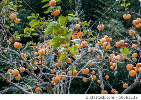 persimmons on the tree persimmons on the tree 59663139