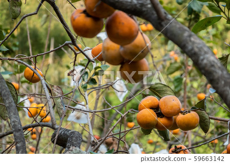 persimmons on the tree persimmons on the tree 59663142