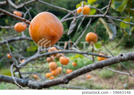 persimmons on the tree persimmons on the tree 59663146