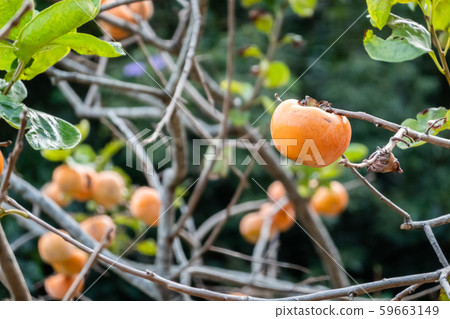 persimmons on the tree persimmons on the tree 59663149