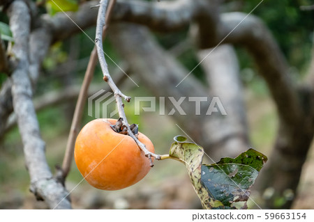 persimmons on the tree persimmons on the tree 59663154