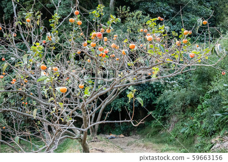persimmons on the tree persimmons on the tree 59663156