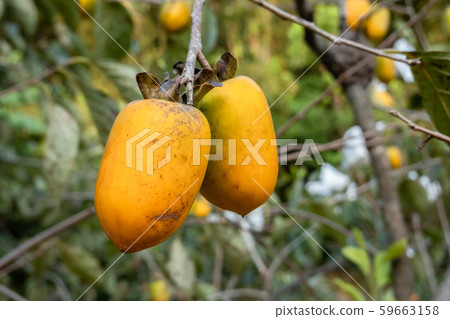 persimmons on the tree persimmons on the tree 59663158