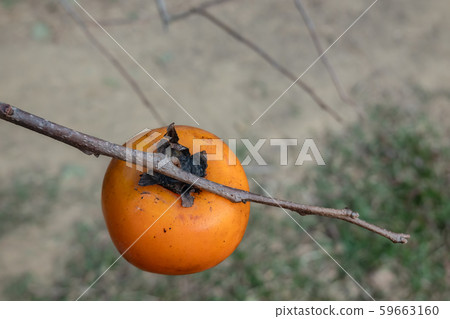 persimmons on the tree persimmons on the tree 59663160