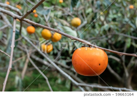 persimmons on the tree persimmons on the tree 59663164