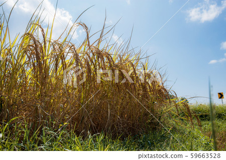 Wheat on rice fields at sky. Wheat on rice fields at sky. 59663528