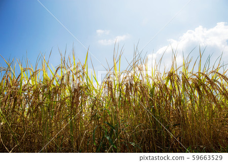 Wheat on fields with the sunlight. Wheat on fields with the sunlight. 59663529