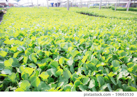 Vegetable on greenhouse. Vegetable on greenhouse. 59663530