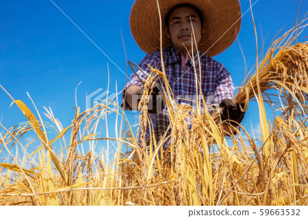 Thai farmer harvesting in field. Thai farmer harvesting in field. 59663532