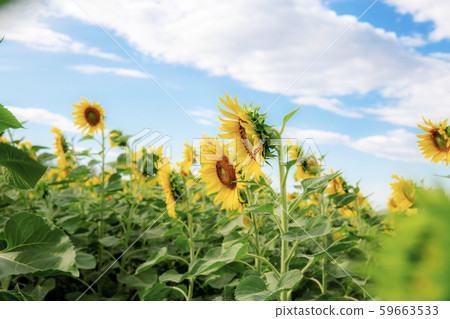 Sunflower with blue sky. Sunflower with blue sky. 59663533