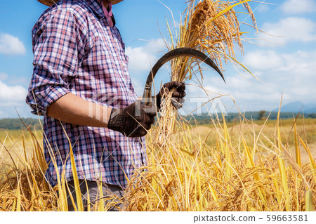 Farmers hold sickles in field. Farmers hold sickles in field. 59663581
