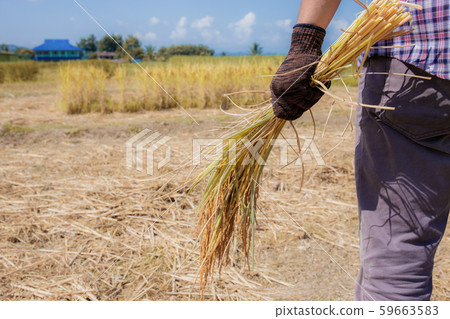 Farmers hold grains on fields. Farmers hold grains on fields. 59663583