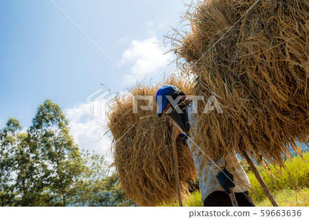 Farmer carrying rice with sunlight. 59663636