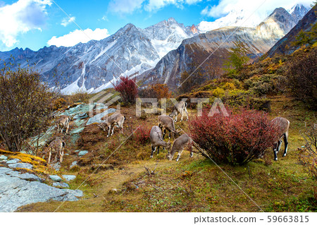 Chamois, Rupicapra rupicapra, on the rocky hill, 59663815
