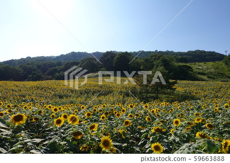 在天空的向日葵領域 59663888