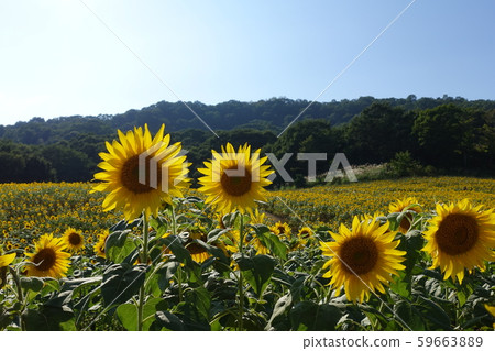 在天空的向日葵領域 在天空的向日葵領域 59663889