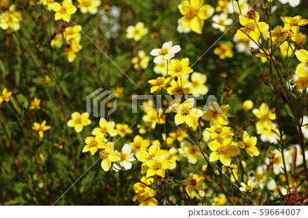 冬季宇宙 59664007