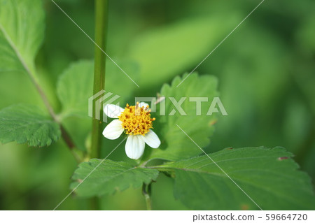 Koshirono Sendangsa (small white sandalwood) 59664720
