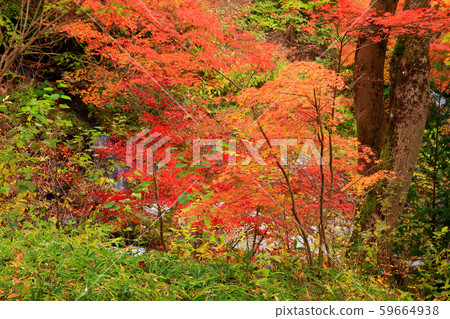 Autumn leaves of maple 59664938