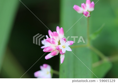 Mizosoba Mizosoba 59665129