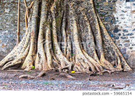 tangle of massive roots tangle of massive roots 59665154