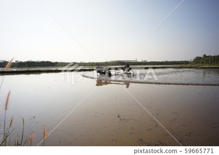 Farmer drives the tractor for plowing in the rice farm for preparation stage. 59665771