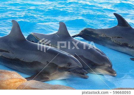 three dolphins are resting three dolphins are resting 59668093